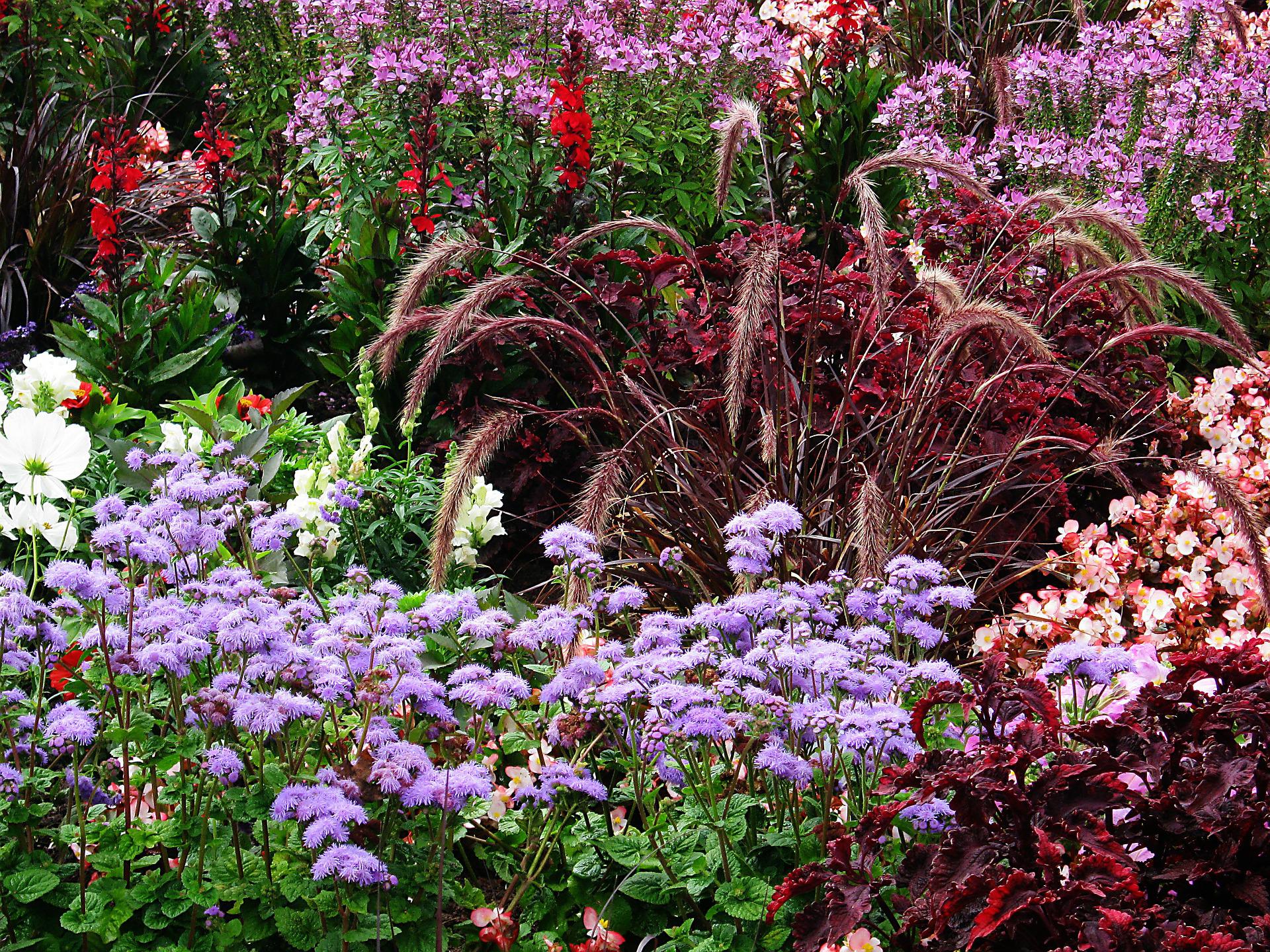 rabaty-kwiatowe-przy-ogrodzeniu-agrestowa-aleja